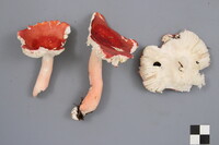 Russula peckii image